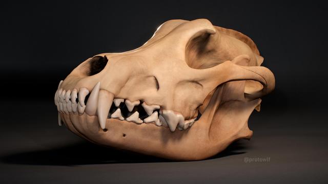 3d render of a realistic wolf skull sculpted in Nomad Sculpt