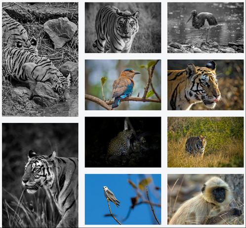 a screengrab of the darkroom gallery, showing multiple photograhs, tigers, stork, roller, leopard, kite and a langur.