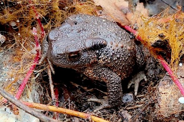 Crapaud commun assez jeune vu en plongée, de trois quart de profil, avec la glande  parotoïde gauche bien visible.