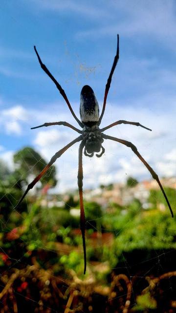 A close-up of a large spider, approximately 10 cm (4 inches) in size, centered in its intricate web. The spider has long, striped legs and a distinctive pattern on its abdomen. The background is a blurred view of greenery and a bright sky, with the spider and web sharply in focus.