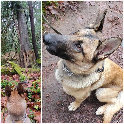 A tan and black German Shepherd sits on a muddy forest trail, looking upwards; in the background is a close-up view of a mossy tree stump and forest undergrowth.