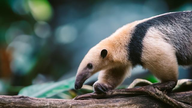 Anteater antics - © Kacper Rzepecki / Moment / Getty Images