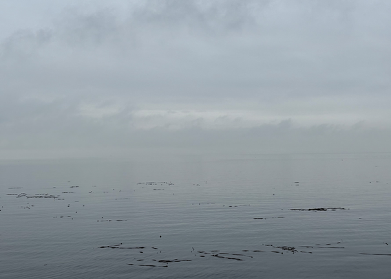 Very still day down at the Salish Sea shore today. Kelp visible in the foreground  with very low wispy fog.