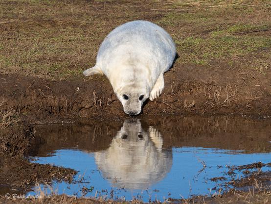 Young grey seal looking at its reflection in a sea pool