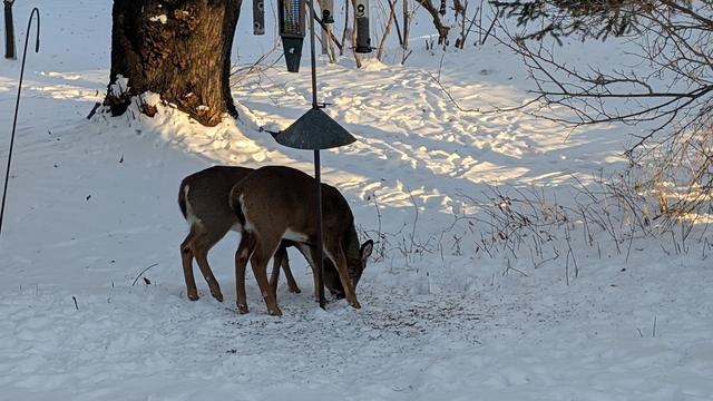 Two White-tailed deer feeding at the base of a backyard bird feeding station with snow covered lawn.