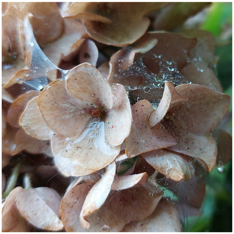 Rain-soaked, faded hydrangea blossoms in pale light brown and cream colours. Small spider webs stretch between the petals, catching tiny raindrops. Everything glistens from the rain.
