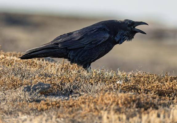 A black raven standing in some short vegetation croaks with its bill open and its neck feathers ruffed.