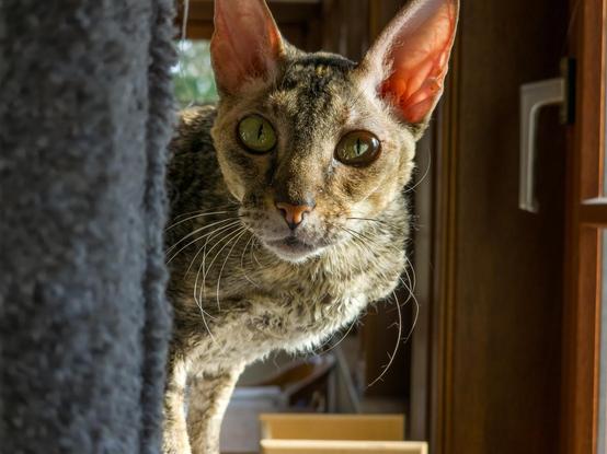 A tabby cat with short curly hair and long luxuriant whiskers is looking anxiously around the side of a grey carpeted upright on a cat tree. She is next to a wood framed window and the light is reflected in the eye near the window.