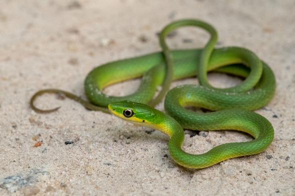Green Snakes in New York