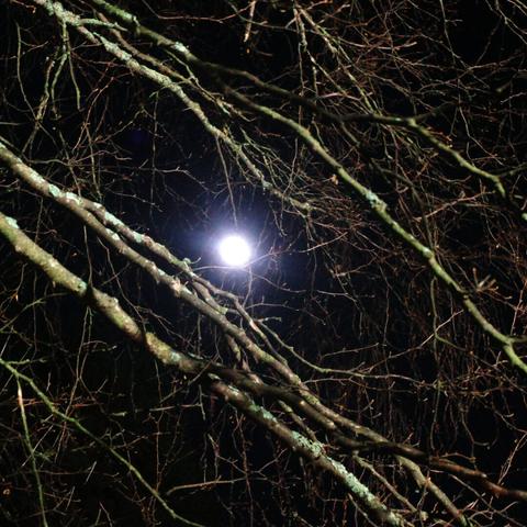Full moon shining through a tangled web of bare branches against a dark night sky.