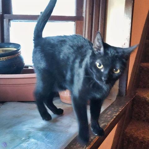 A long-legged and long-tailed all black cat, with golden eyes looking at the camera. Six month old energy means she is slightly blurred, in head and legs. She stands on a dark old wood bay window arrangement, with empty flower pots behind her, the windows white with snow reflecting sunlight. A slice of orange-tweedy carpeted stairs is narrowly visible on the right side of the frame, illustrating Cat Civilization Grows Up.