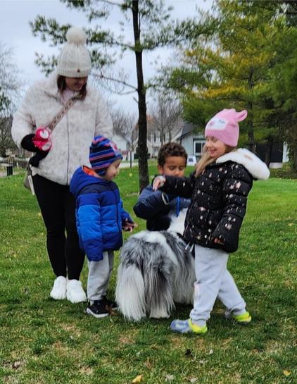 A variety of images of a Shetland Sheepdog with mostly white fur, as well as some black and gray, in a variety of situations. Her nose is pink, her eyes are solid black, and her face is always smiling, alert, and inquisitive.  

In this image, Ava meets a family at a playground and charms the frightened small children, teaching them that some doggies are friendly and nice.