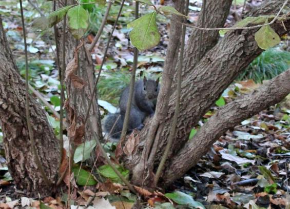 A gray squirrel looking at the camera while sitting at the base of a tree with a few remaining green leaves in view and a thin layer of fallen leaves on the surrounding ground.
