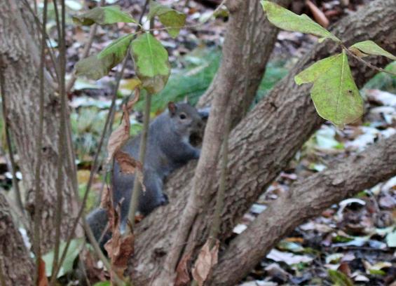 A gray squirrel appearing to take a moment to look at the camera when beginning to climb the tree from near the base.  A few green leaves are in the view with a thin layer of fallen leaves on the ground.