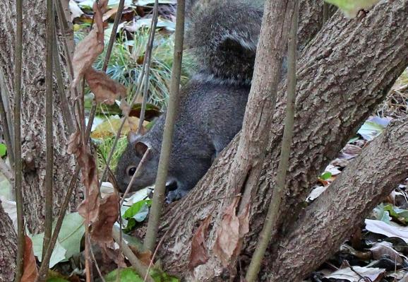 A gray squirrel, looking at the camera, nearing the base of a tree facing the ground with its flurry tail curving up in an arc. Fallen leaves are on the ground in the background.