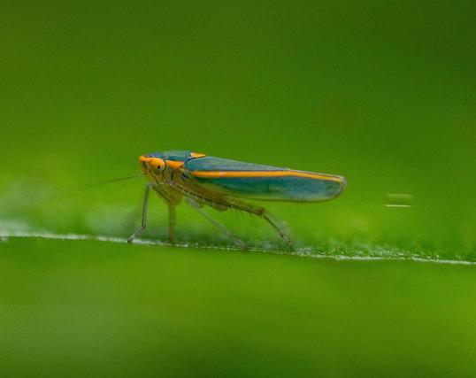 Leafhopper (Sibovia pileata) on a leaf with a honeydew droplet being ejected from its rear end, captured in mid-air.