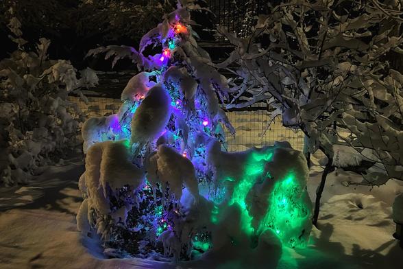 Two small pine trees in a backyard garden at night, covered in fresh snow, their branches weighted down, with their holiday lights glowing from within through the snow. The taller tree on the left is trimmed in a mix of green, purple, and orange lights, while the smaller tree on the right is trimmed in green lights. There are other snow-covered shrubs and small trees in and around the light-trimmed trees, and the backyard is subtly illuminated by a nearby street light.
