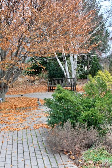 A paver path partially covered by orange leaves leads to a dark bench near a white bark birch tree. Other plants and trees are mostly green except for a dark bark tree to the left of the path that still has quite a few orange leaves on its branches.