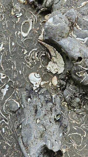 fossil seashells eroding out of sandstone