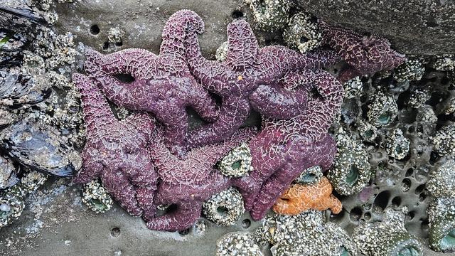 a mass of people sea stars and some anemones clinging to a rock