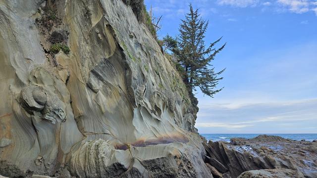 sandstone bluffs and a tree at the beach