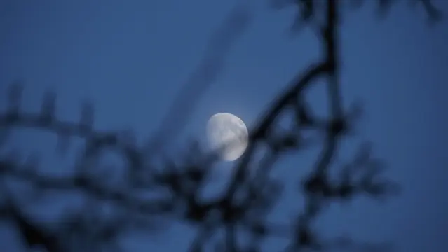 Mond am dunkelblauen Himmel durch Baumzweige betrachtet