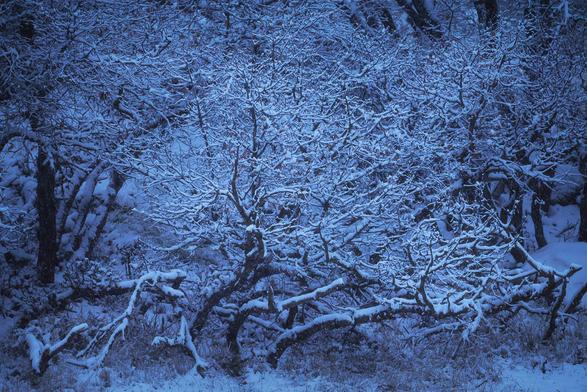 Tangled thicket of low, twisting branches blanketed in fresh snow, softly blue in early morning light, with sparse grass peeking through at the forest floor.