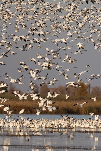 Thousands of white geese in flight and on the water at dusk