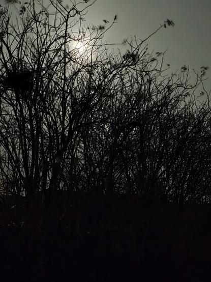 A photo of the bright full moon behind the dark silhouettes of elderberry bushes in my garden