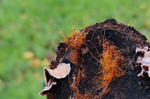 Tapis hirsute orange, appelé "ozonium" d'un Coprin domestique