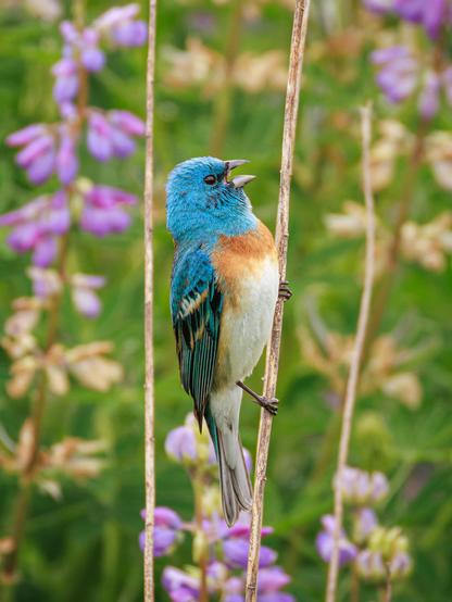 A photo of a male lazuli bunting (Passerina amoena), a small finch-like songbird with a vivid blue head, back, and wings and a burnt orange chest, perched on a thin vertical dried stalk set amongst purple blooming lupine flowers. Its beak is open mid-song.