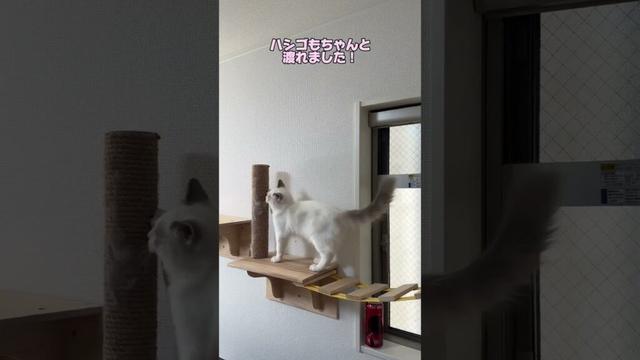 ラグドールのまおくん。初めてのキャットウォーク！ #ノルウェージャンフォレストキャット #猫のいる暮らし #猫のいる生活 #cat #ラグドール