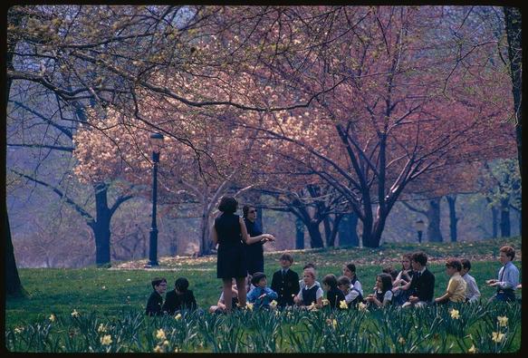 In this photograph from Toni Frissell's Springtime collection, taken at Central Park in May 1970 as mentioned on the provided information page [^1^], a group of children dressed in various styles of mid-century school uniforms are gathered outside with adults. The setting is lush and vibrant during what appears to be springtime; blooming trees cast shadows over grass covered fields, and yellow flowers dot the foreground where children sit or kneel on the ground.

The atmosphere seems casual yet structured as if partaking in a supervised outdoor activity. One woman stands amidst this scene, wearing dark clothing which contrasts with the colorful environment around her. In one corner of the image is a street lamp post that adds to the urban park setting.

In terms of colors and overall mood, the photograph captures rich greens from the grassy field along with warm tones from flowers blooming in springtime alongside trees adorned in pinkish hues indicative of early foliage growth on flowering tree species. The interplay between natural elements like sunlight through leaves creating dappled light patterns adds a dynamic element to this candid snapshot.

This image has been described as part of Toni Frissell's collection that focuses specifically on the beauty and atmosphere at Central Park during springtime, capturing both everyday life moments in an urban park setting while also highlighting seasonal transformations.