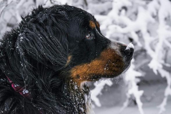 Un chien dans un paysage couvert de neige. Il s'agit probablement d'un Bernois ou un chien similaire avec un pelage long et épais. Son pelage est principalement noir avec des taches brunes sur les joues.
Un collier apparaît, entre fuchsia et mauve, avec ce qui semble être des pattes dessinées.
Le chien est vu de profil, et son regard est tourné vers la droite. Des flocons de neige parsèment son poil de douceurs hivernales. Sur sa truffe un flocon de neige semble jouer avec lui. Le fond est flou, mais on peut distinguer des branches d'arbres enneigées. Le contraste entre le pelage du chien et la neige autour de lui crée une ambiance calme et hivernale.