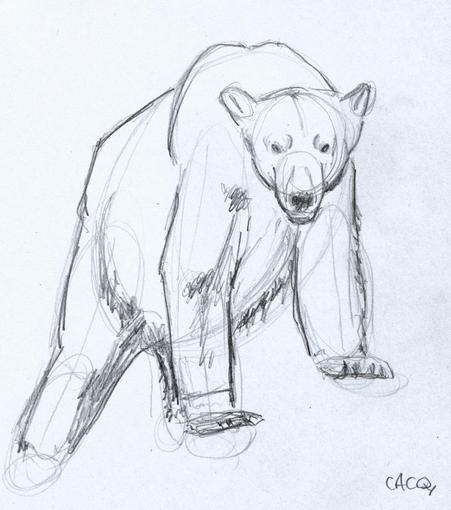 Croquis au crayon d'un ours.