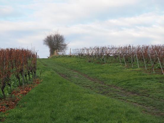 Weinbergslandschaft im Herbst. Links sind Weinreben mit Restlaub, rechts eine Ecke eines weiteren Weinfeldes. Dazwischen ist ein grasbewachsener Weg. Am Horizont ist ein kahler kleiner Baum. Am hellblauen Himmel sind weiße Wolken.