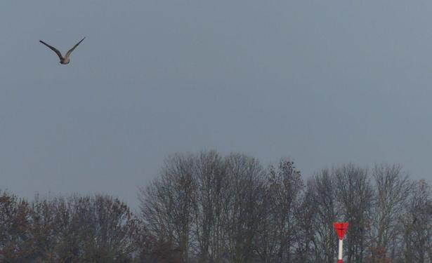 links oben Sumpfohreule im Flug, unten Bäume, rechts die Spitze eines rot-weißen Schifffahrtszeichens