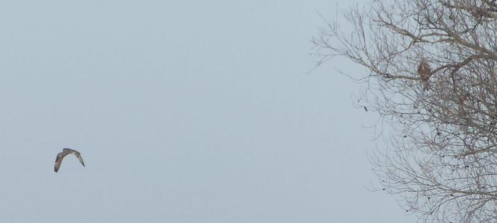 links Sumpfohreule im Flug, rechts hockt ein Rotmilan im Baum