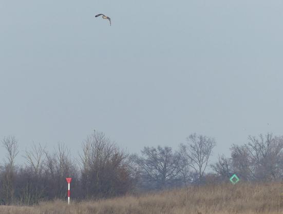 Eule oben, Bäume und Schifffahrtszeichen unten