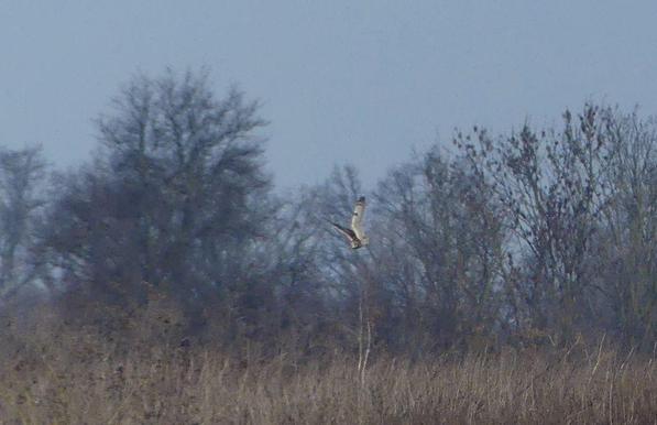die Flügel schlagen über dem Körper zusammen