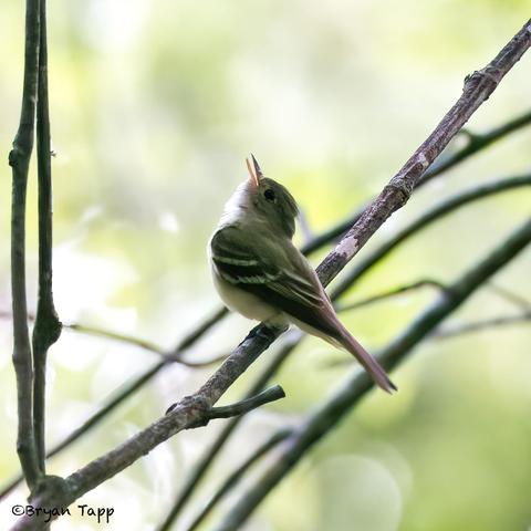 A small flycatcher singing early in the morning.  Perched on branches against a light green background.  This was a lucky find after 3 weeks of searching.  Prominent wing bars, olive body and tan to grey underpants.  To ID, you have to hear the song first.