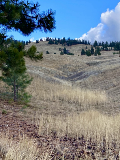 Looking up a grassy gully on the north side of Mount Sentinel There are scattered pine trees that become more numerous higher up. The sky is partly cloudy. Thereās a sense of openness and climbing towards possibilities.