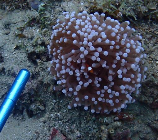 Unterwasser, eine Anemone oder Pilzkoralle mit vielen Tentakeln, dazwischen befindet sich ein kleiner Clownsfisch. Ebenfalls im Bild ist die Spitze eines metallenen Zeigestocks mit eingraviertem Lineal, das zeigt, dass die Anemone weniger als 5cm groß ist, der Clownfisch nur ca. 1cm.
CC BY Micha Baum, Aufgenommen 2024, Witu Island, Bismarcksee