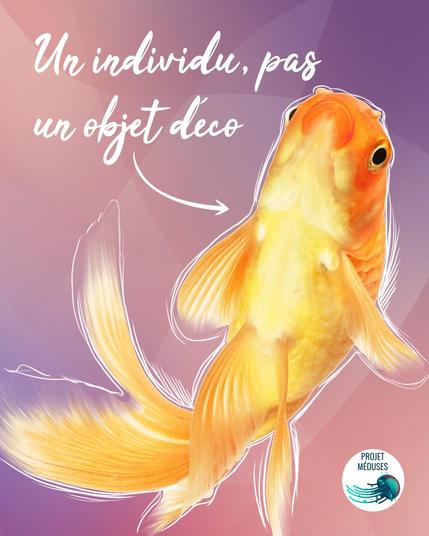 Visuel dans les tons de rose-mauve montrant la photo d’un poisson rouge avec, autour, des traits de croquis de couleur blanche, dont le texte écrit en blanc dit : « Un individu, pas un objet déco »