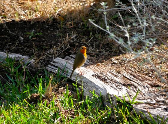 Un rougegorge debout sur une bordure de jardin en bois gris. Il tourne le dos à de l'herbe verte. On le voit de profil, le corps orienté vers la droite et la tête légèrement tournée vers l'objectif. Il se tient bien droit, un peu en alerte. Les rayons du soleil viennent éclairer sa gorge rousse et font ressortir ses coloris.