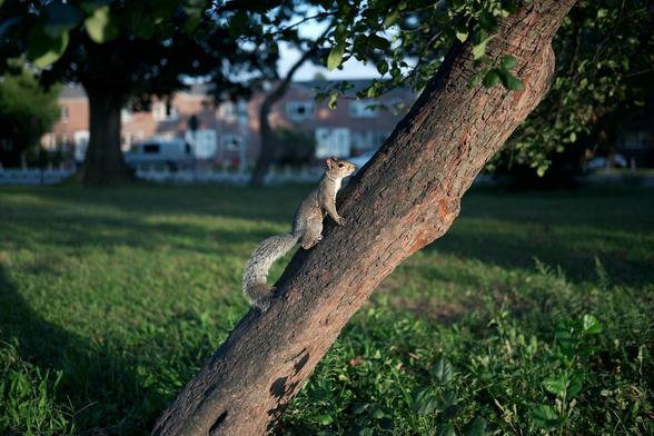 9/22/25 A squirrel on a tree at Dyker Beach Park. Nikon Zf. Nikkor Z 40mm 1:2.

<a href="https://www.instagram.com/dtanist/" rel="noreferrer nofollow">www.instagram.com/dtanist/</a>