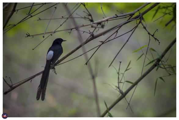 A bird, black with a white spot above its rump, perched on a stick. 

It is a thrushlike bird with a long, graduated tail. Males are glossy black above and rich chestnut below. Females are similar but paler.