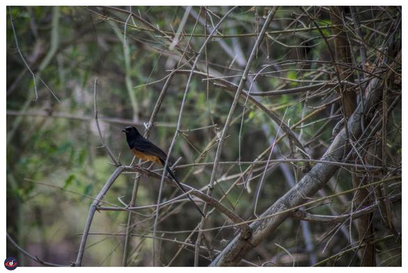 Another photo of the bird showing the chestnut below, and black (doesn't show the white rump from this angle)