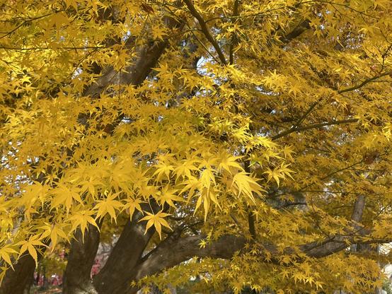 Unusual color of maple leaves