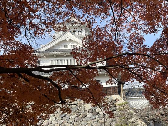 Nagahama Castle behind red maple leaves